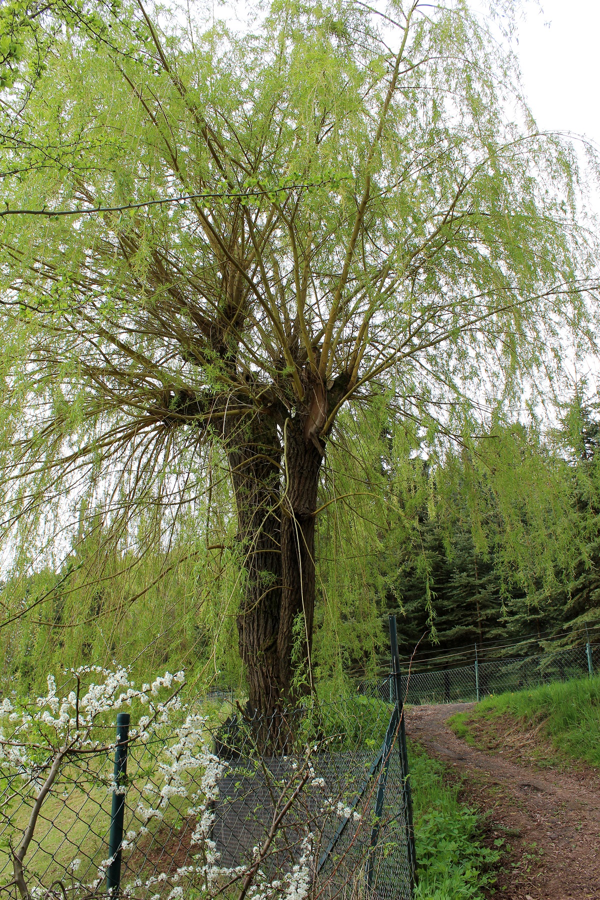trauerweide 02 apr 25 2015 s2 Garten Wissen