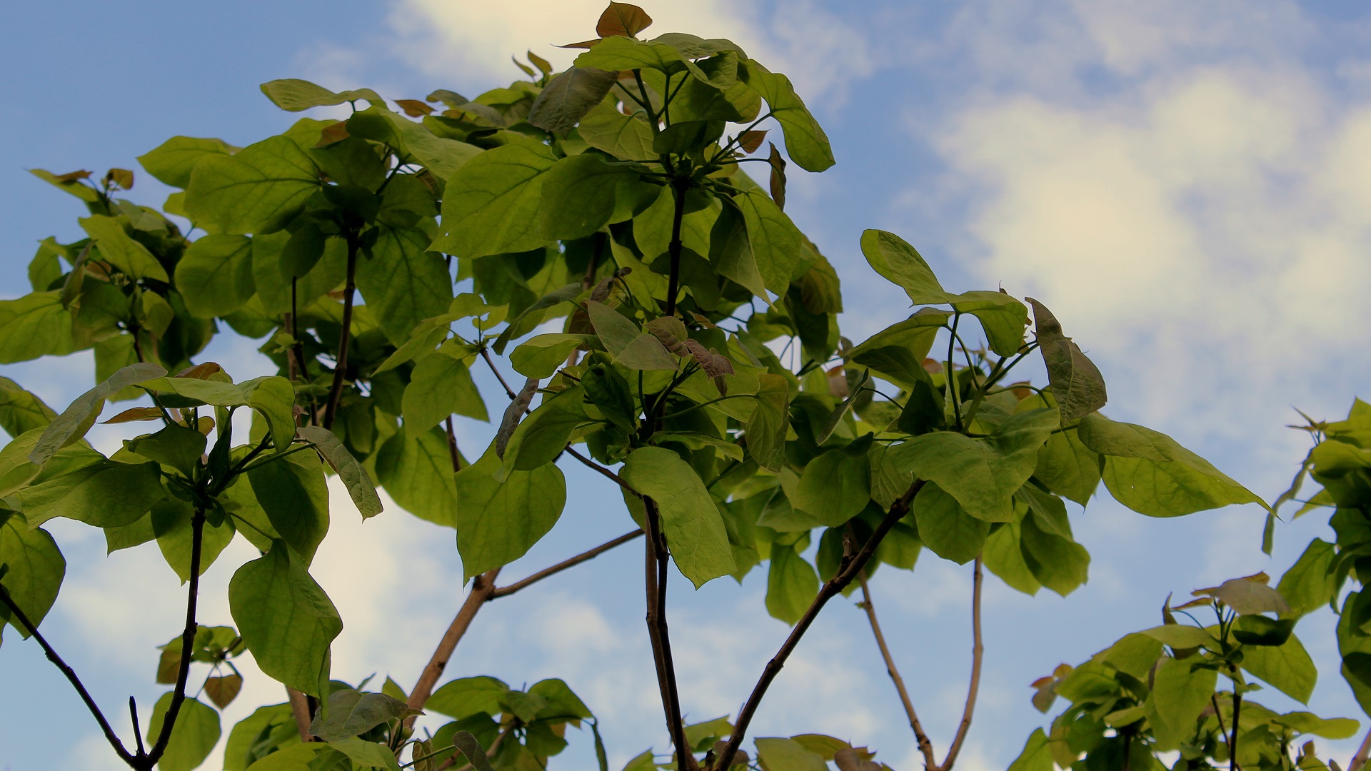 38+ Trompetenbaum Garten, Trompetenbäume können auf