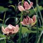 Türkenbund Blüte