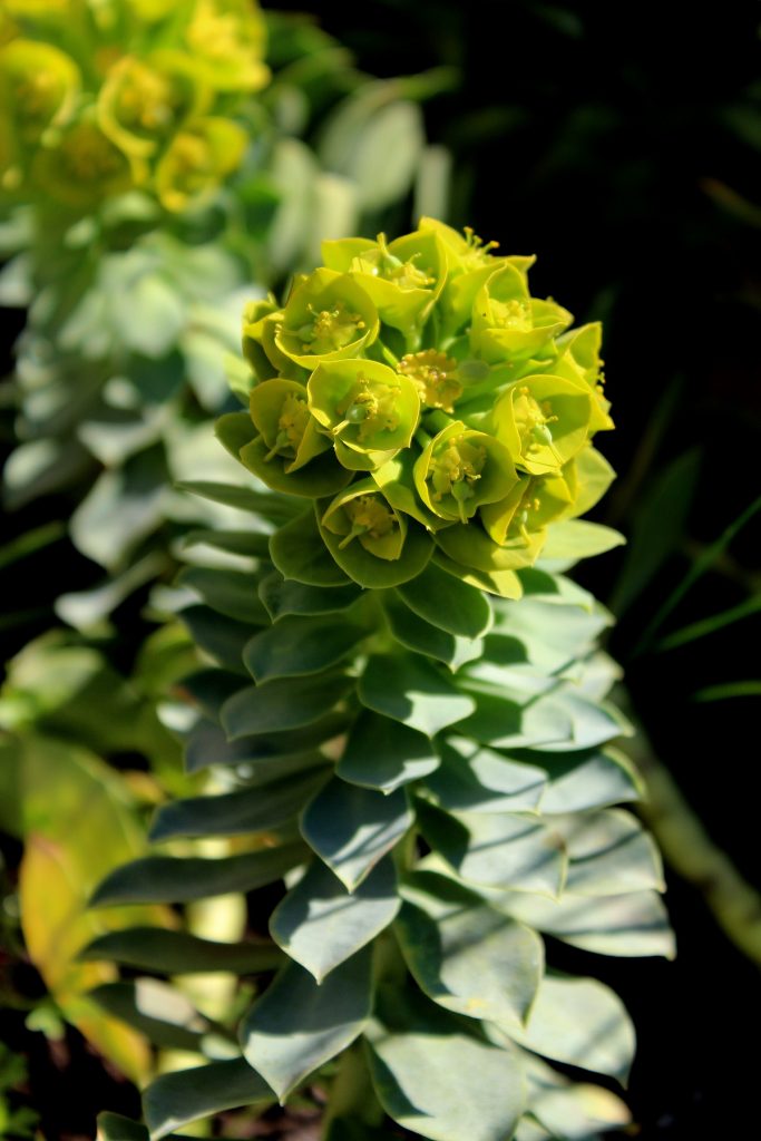 34+ Euphorbia Arten Garten, Die gattung euphorbia oder wolfsmilch ist