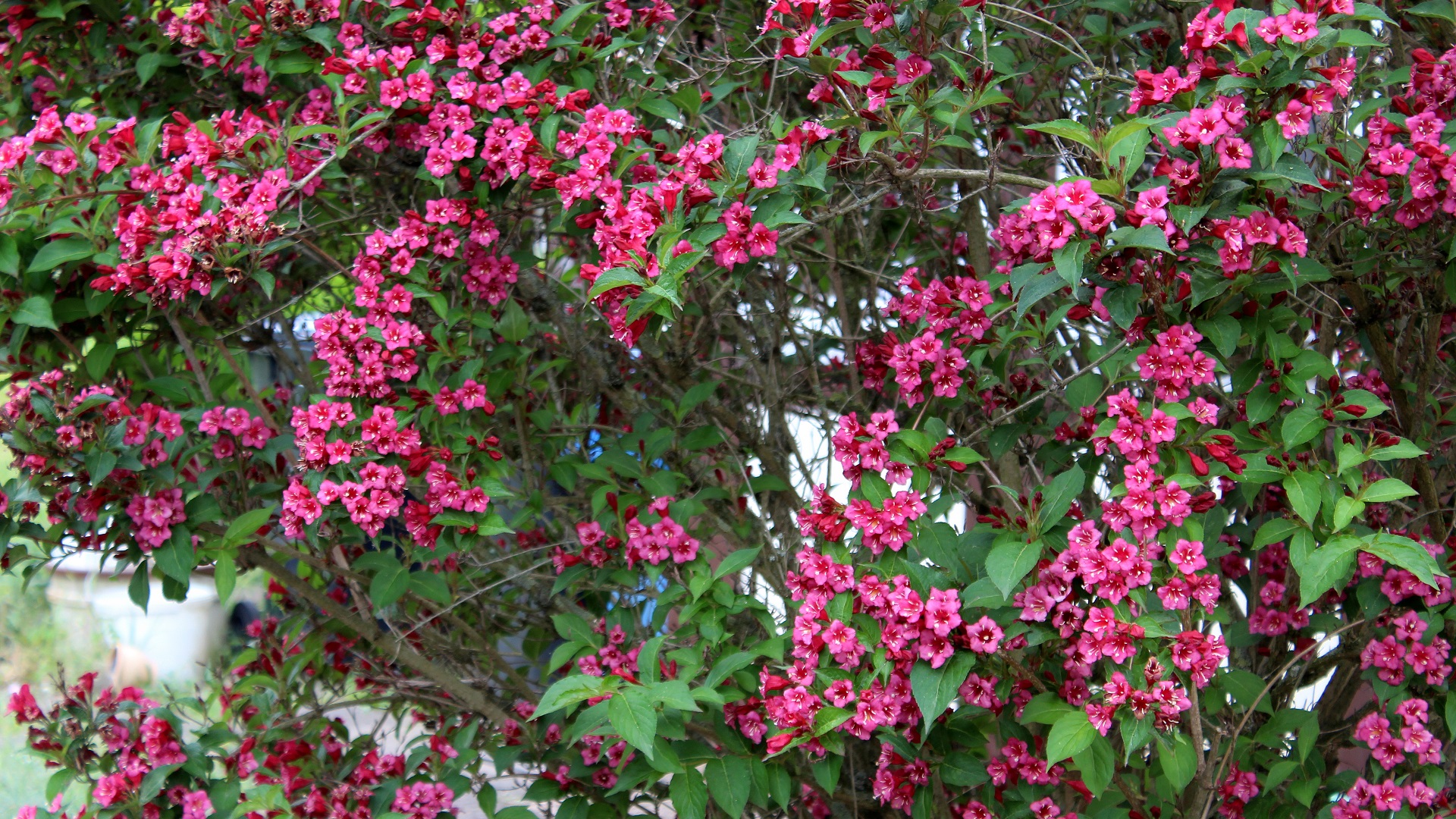Weigelie (Weigelia) Ziersträucher Garten Wissen