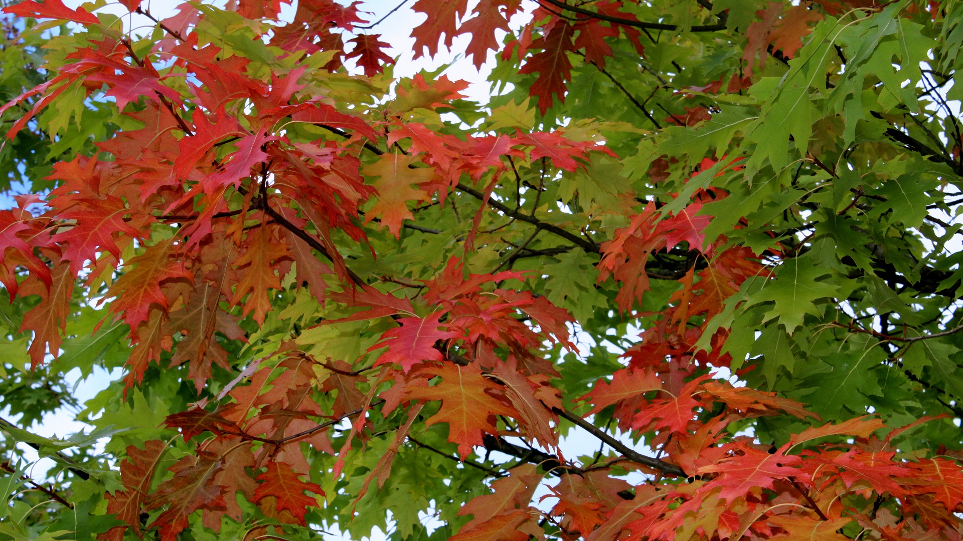 Roteiche (Quercus rubra) | Eichen | Garten Wissen