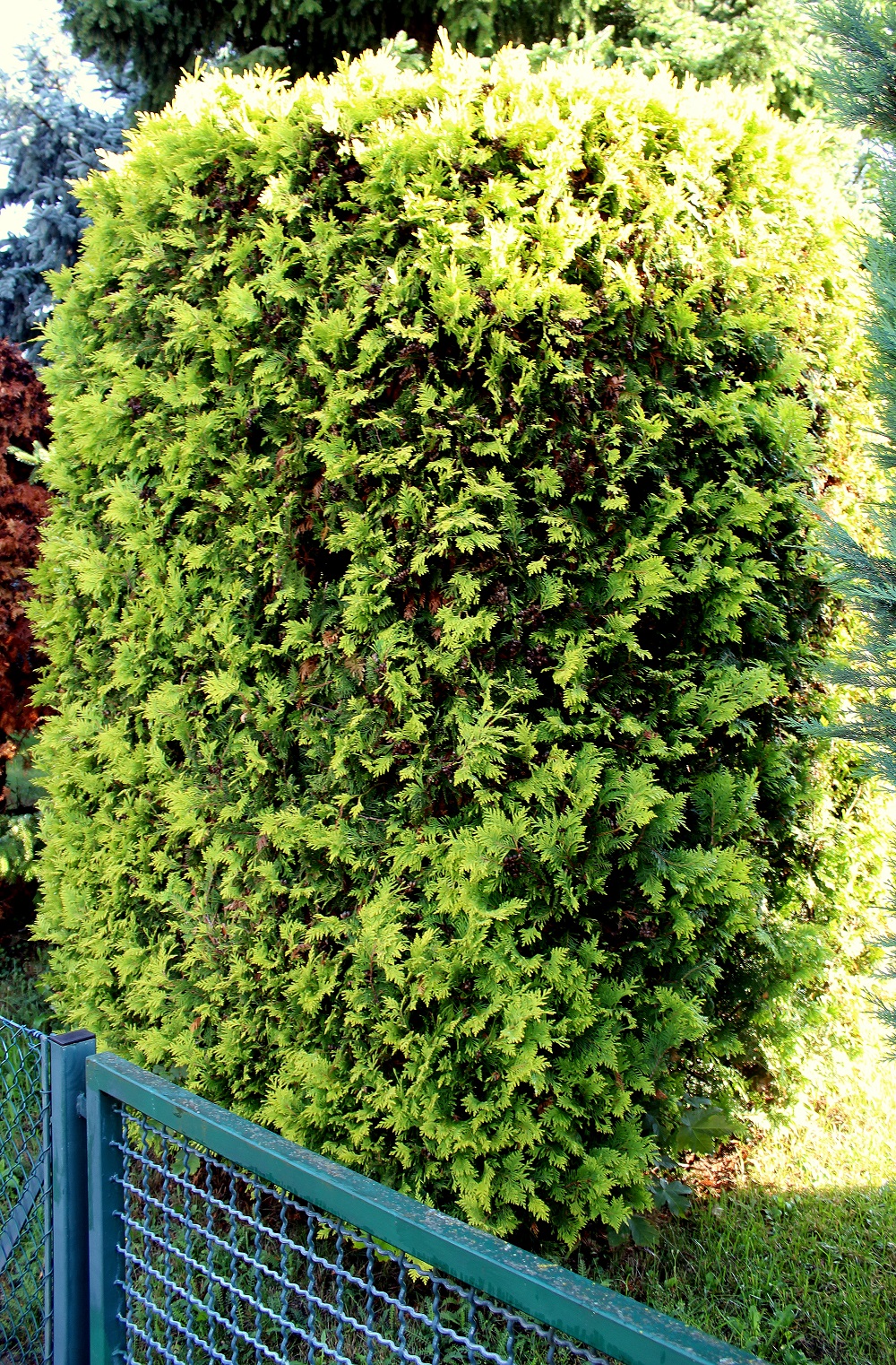thuja_formschnitt_01 | Garten Wissen