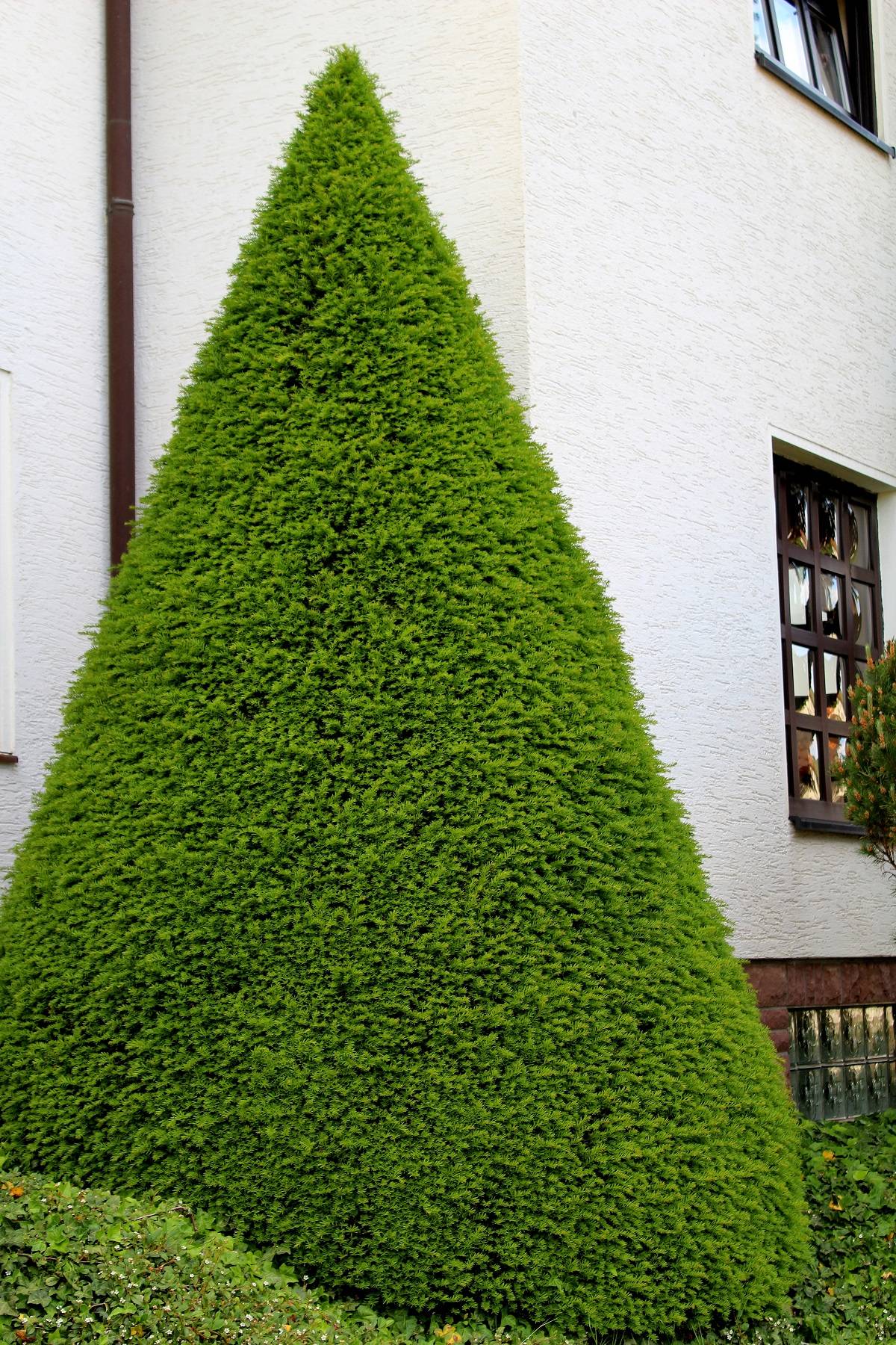 Zuckerhutfichte Garten Wissen