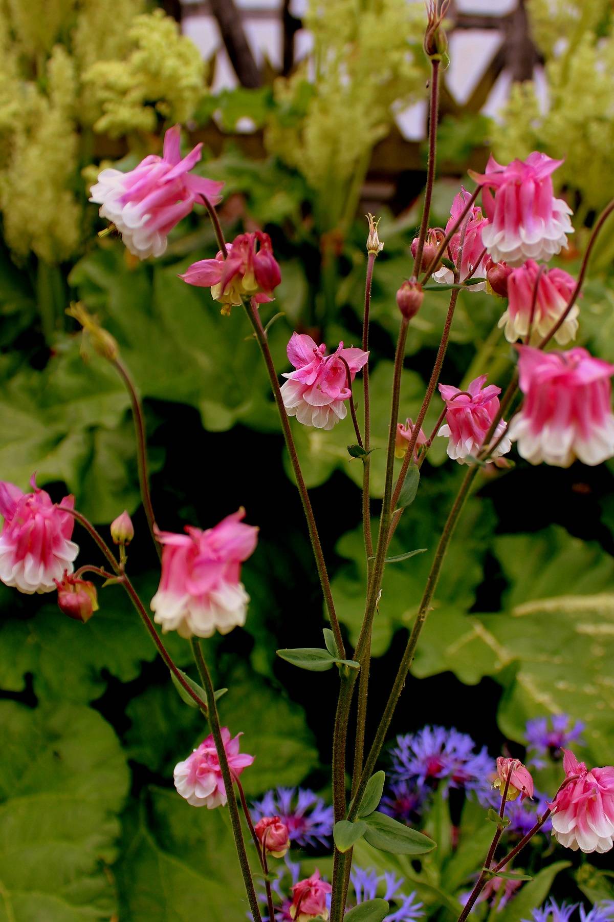 akelei-01-mai-28-2015-s4 | Garten Wissen