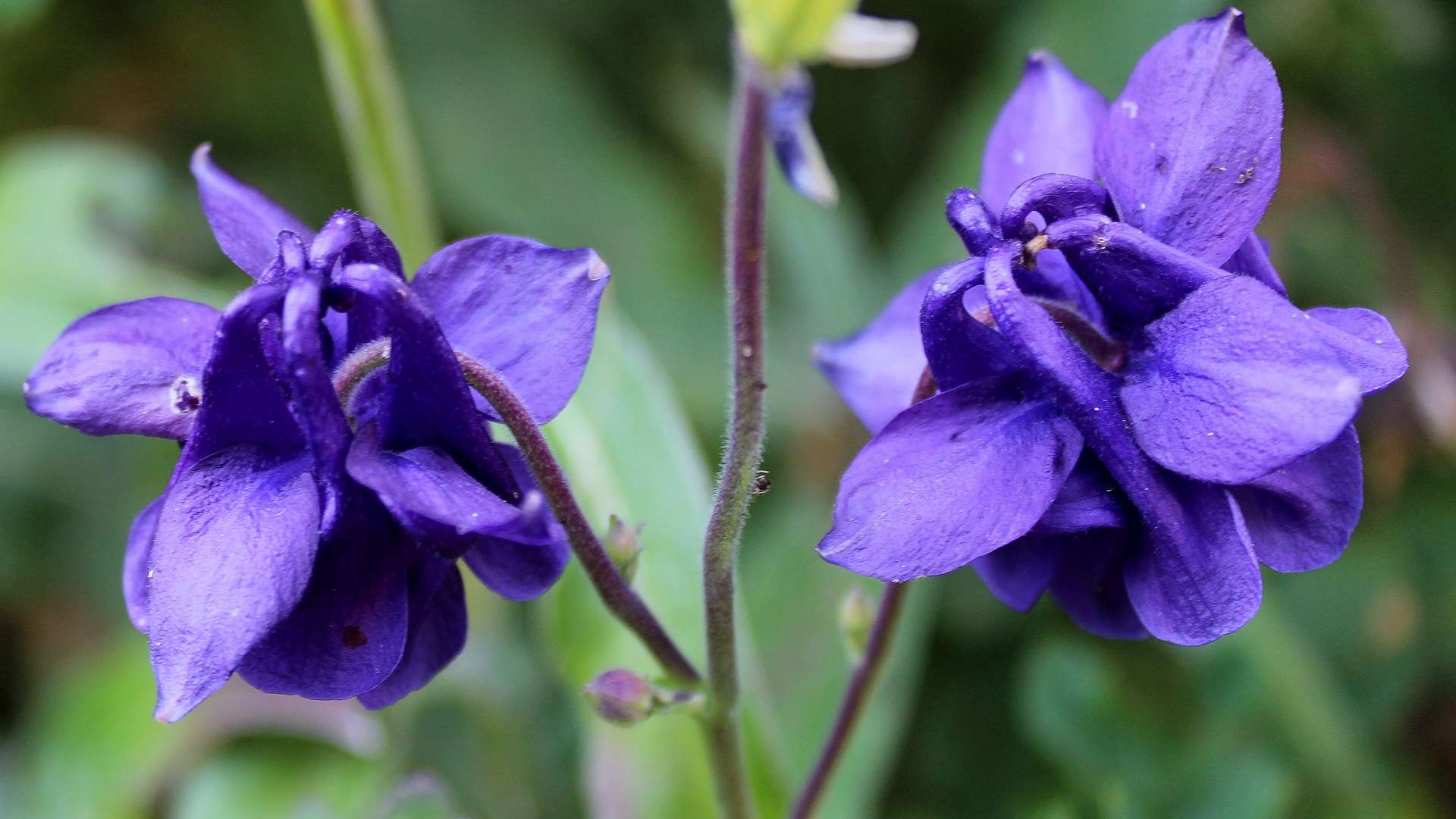 Gewöhnliche Akelei (Aquilegia vulgaris) Garten Wissen