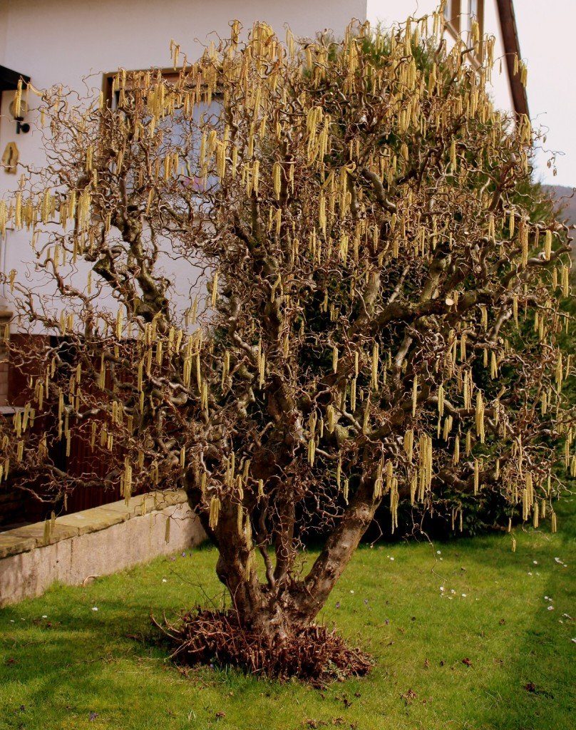 Korkenzieherhasel (Corylus avellana Contorta) Garten Wissen