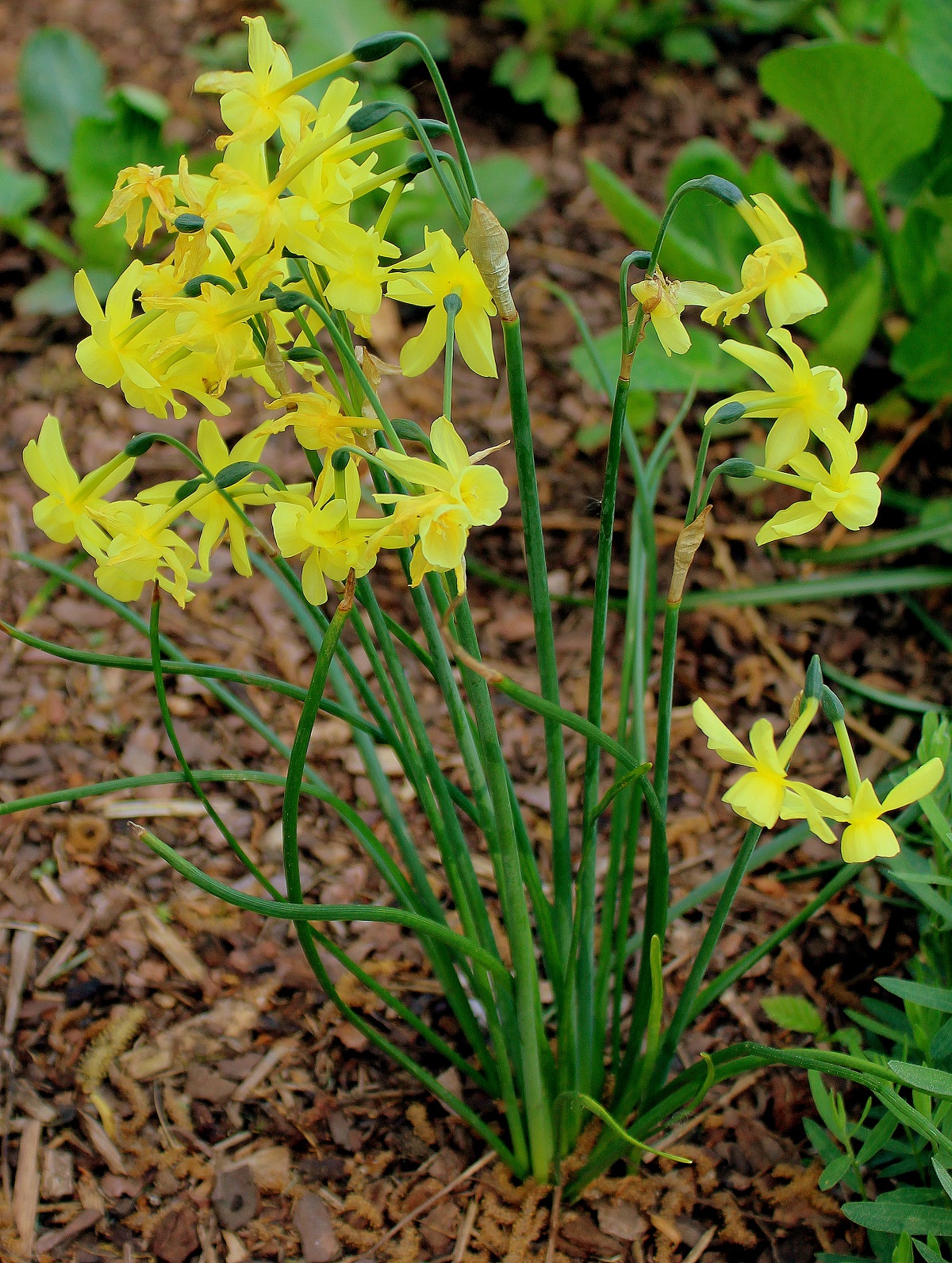 Narzissen Pflanzen Januar