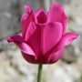 Cottage-Tulpe