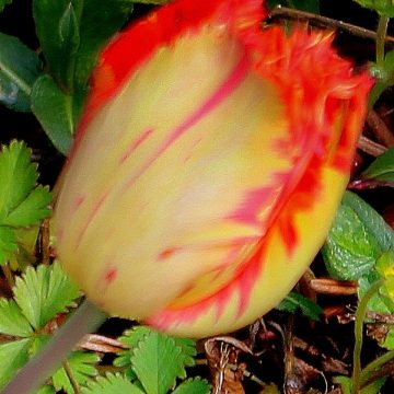 Fransenblütige Tulpe