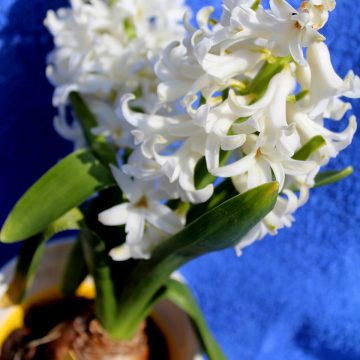 Gartenhyazinthe