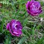 Gefüllte Tulpe lila