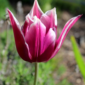 Lilienblütige Tulpe