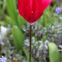 Red Shine