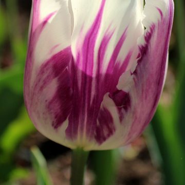 Rembrandt-Tulpe