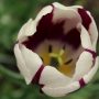 Rembrandt-Tulpe Blüte