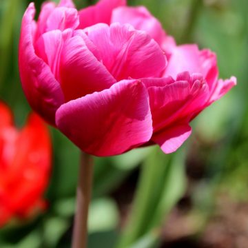 Spätblühende Gefüllte Tulpe