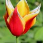 Lilienblütige Tulpe Aladin