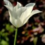 White Triumphator