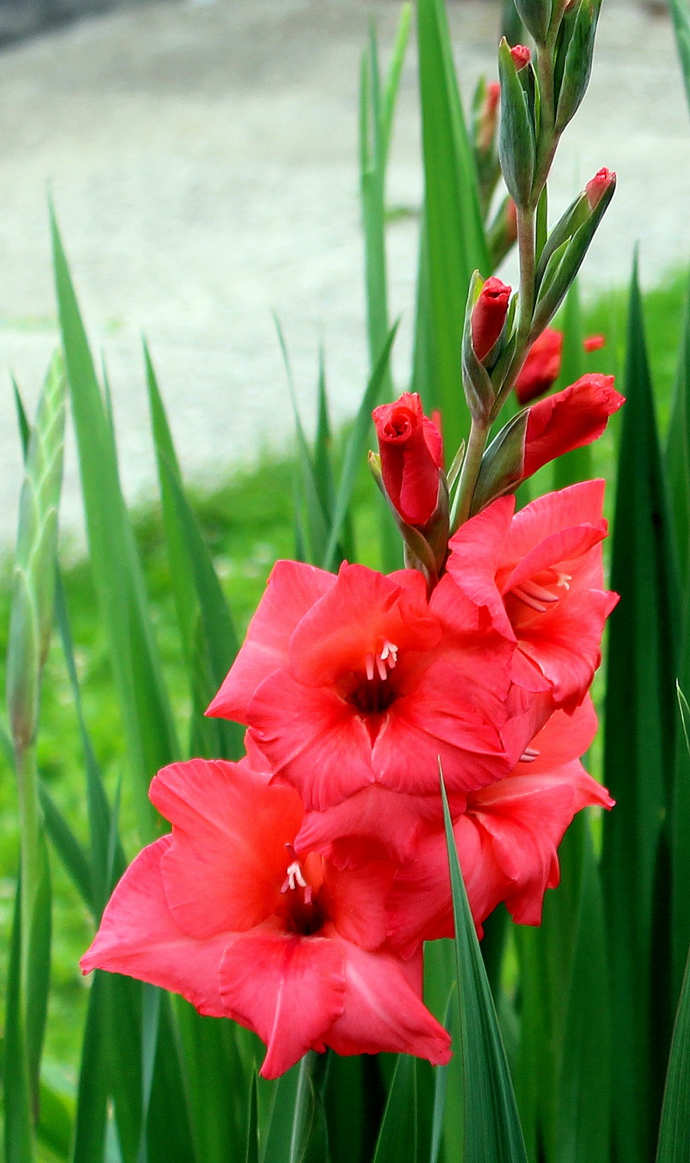 gladiole_lachsrot_01 Garten Wissen