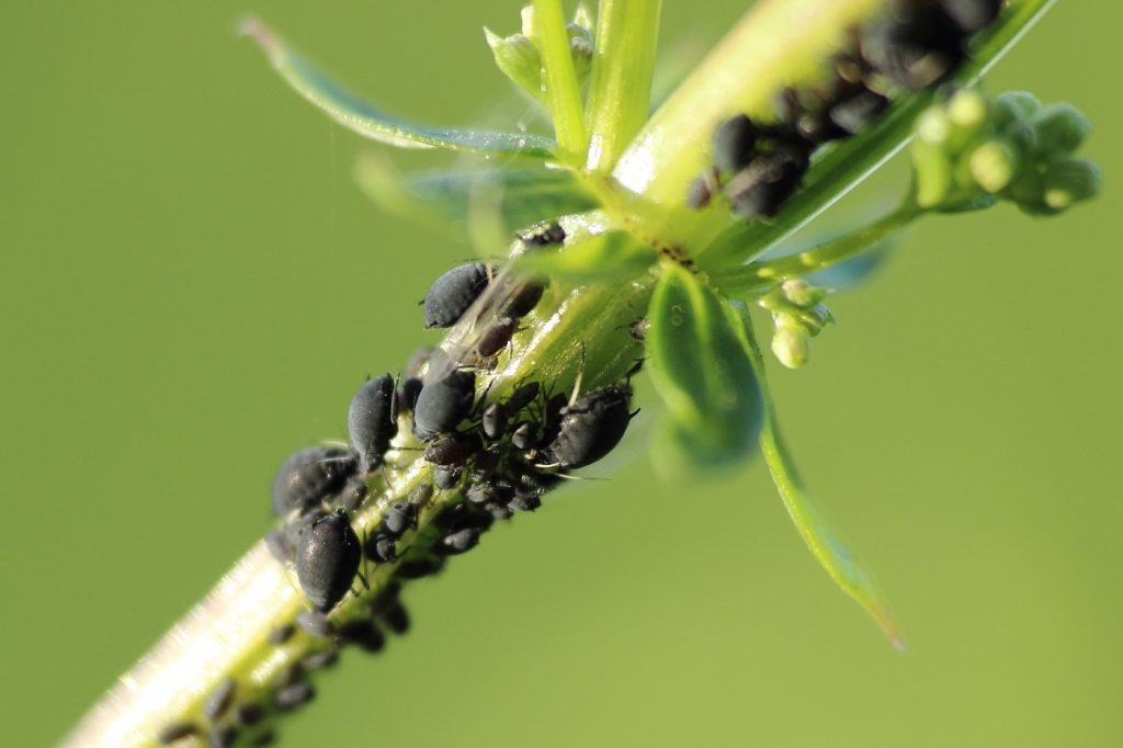 Blattläuse an Dahlien Blättern