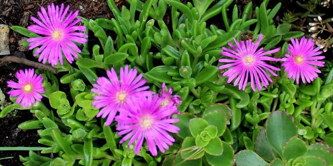 delosperma_b