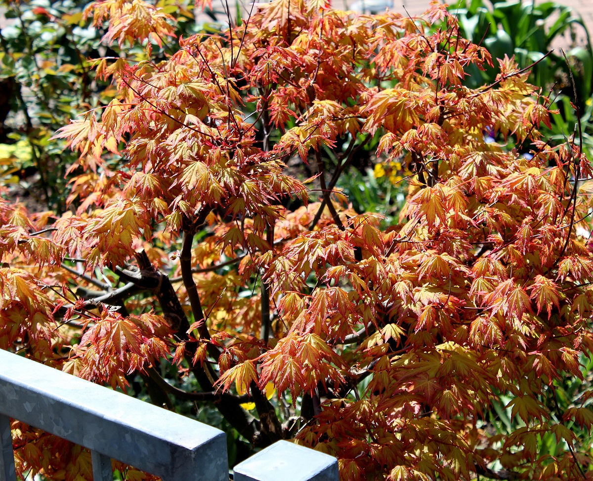 japanischer ahorn apr 2015 s3 Garten Wissen