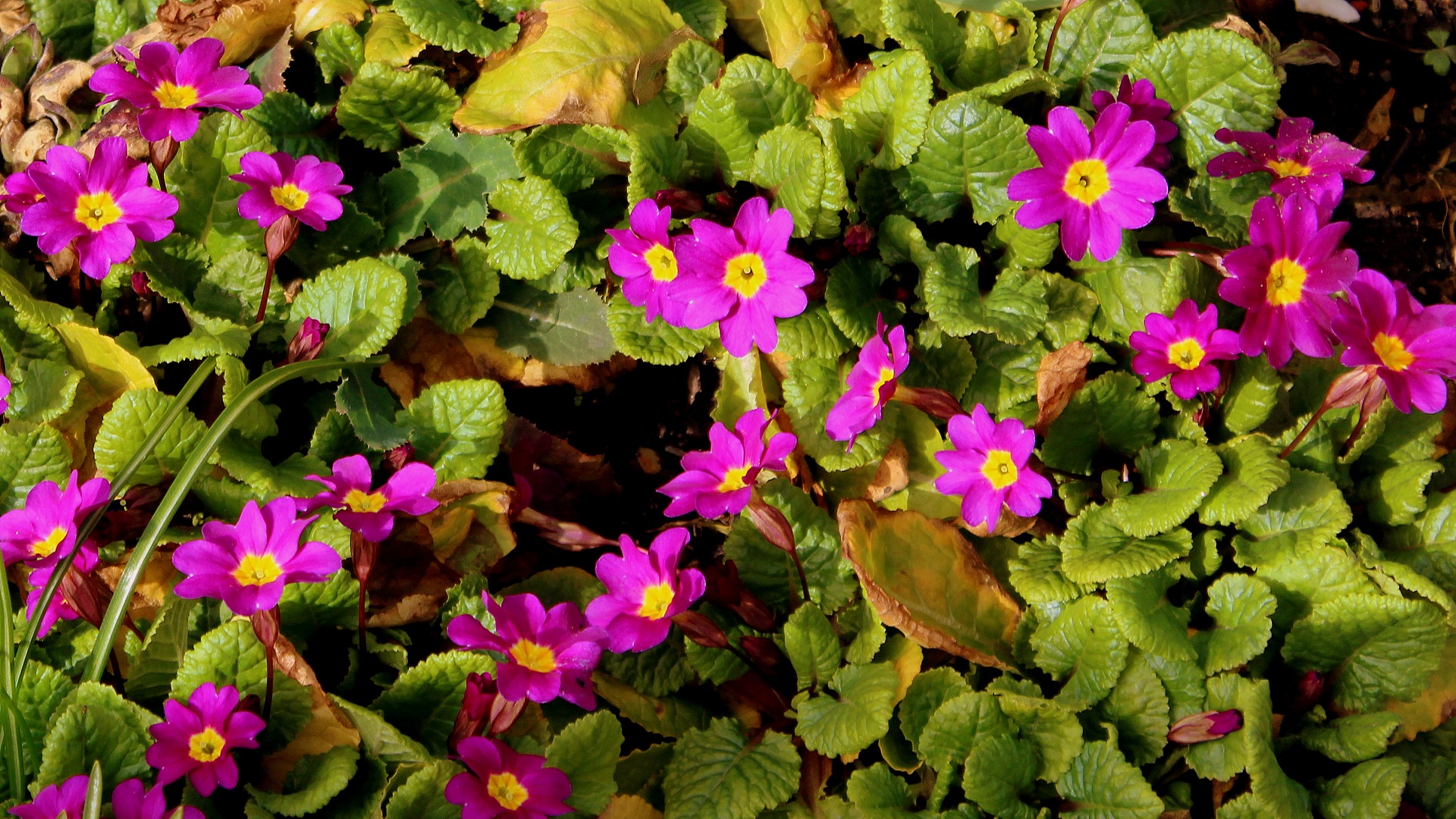 primeln b01 Garten Wissen