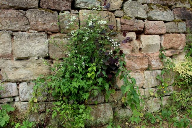 trockenmauer_boyneburg03_b