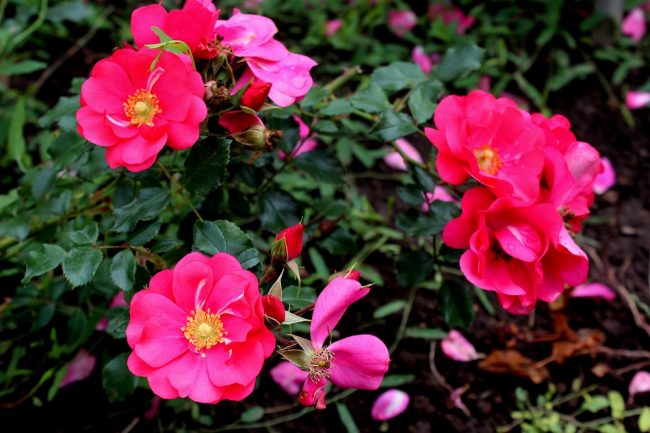 bodendeckerrose_sommermacher_b