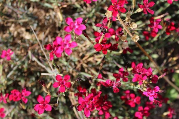 Heidenelke (Dianthus deltoides) Nelken Garten Wissen