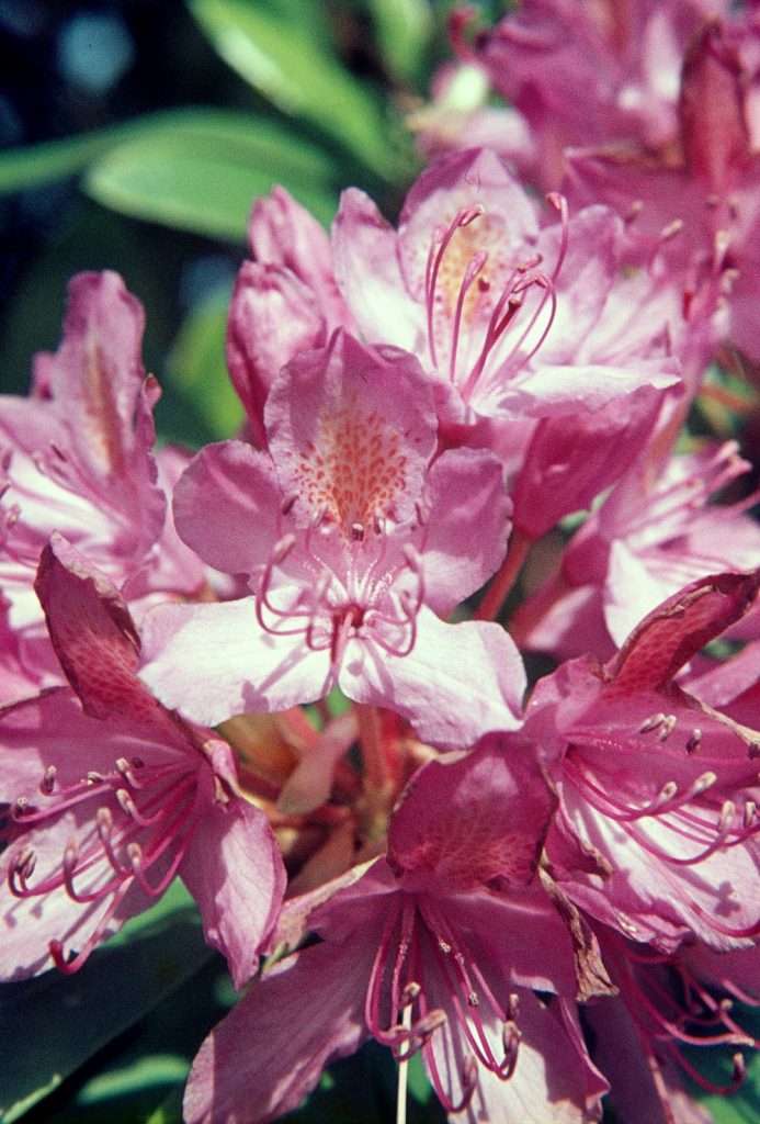 rhododendronblueten_b1