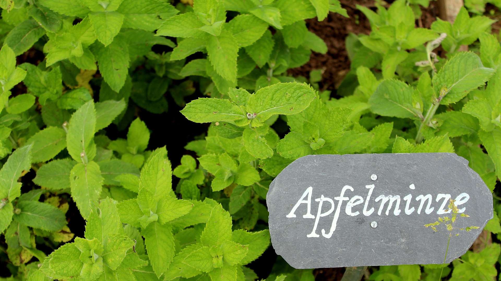 Apfelminze (Mentha suaveolens) Garten Wissen