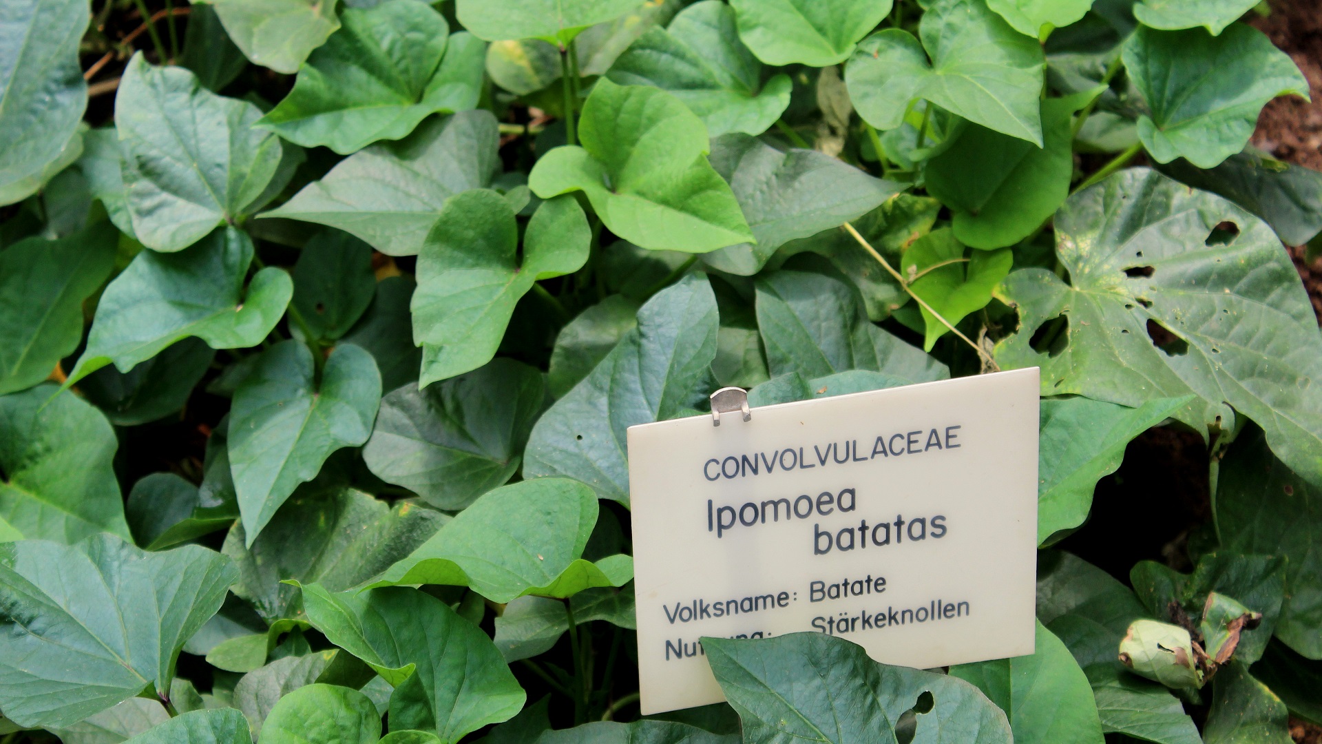 Süßkartoffel (Ipomoea batatas) Garten Wissen