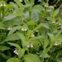 weiße Blüten des Echten Beinwells