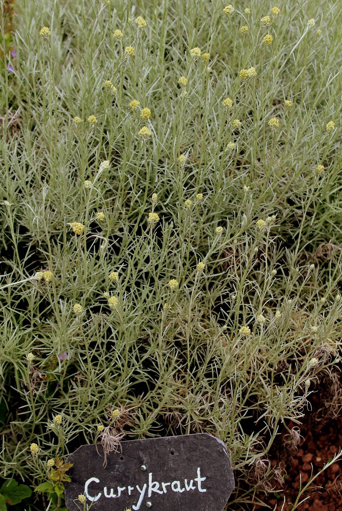 helichrysum-italicum-currystrauch-garten-wissen
