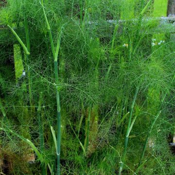 Fenchel