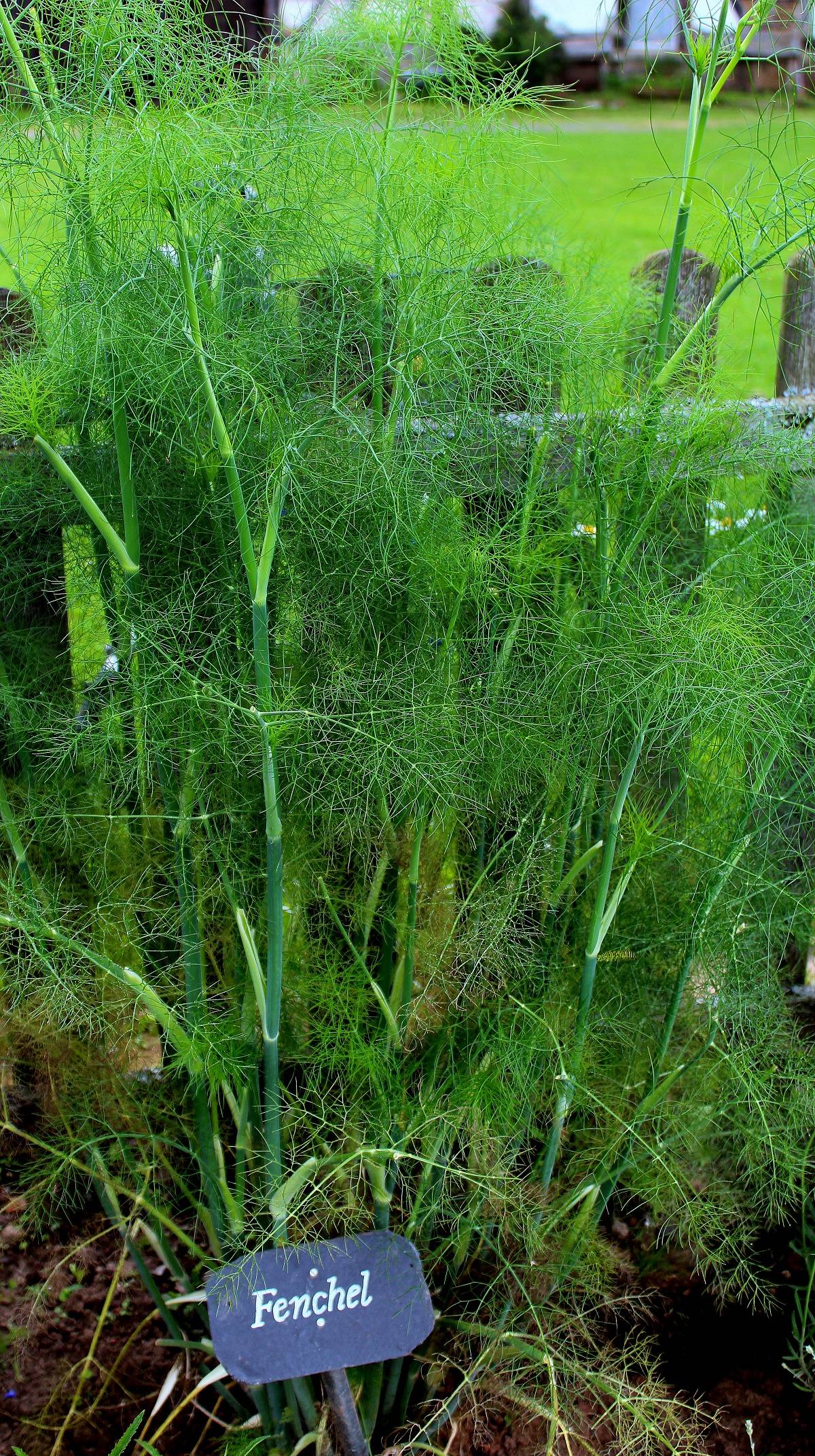 Fenchel (Foeniculum vulgare) | Fenchel | Garten Wissen