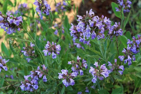 Echter Salbei (Salvia officinalis) Garten Wissen