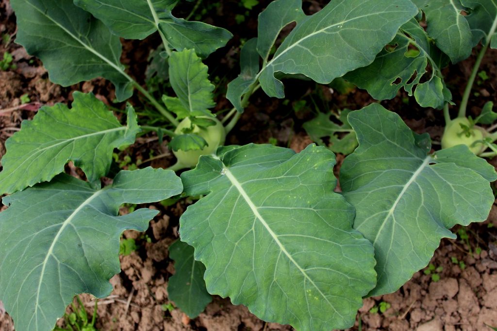 Kohlrabi (Brassica oleracea var. gongylodes) | Garten Wissen