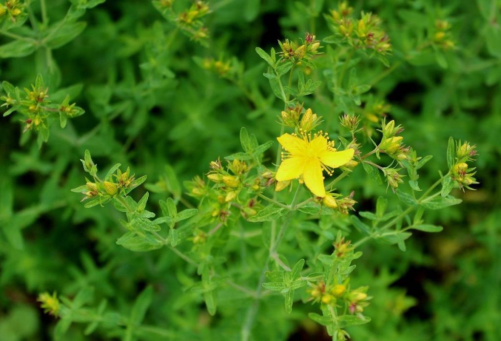 Johanniskraut (Hypericum perforatum) | Garten Wissen