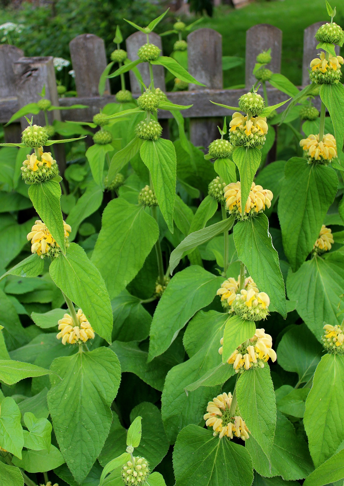 Brandkraut (Phlomis russeliana) Garten Wissen