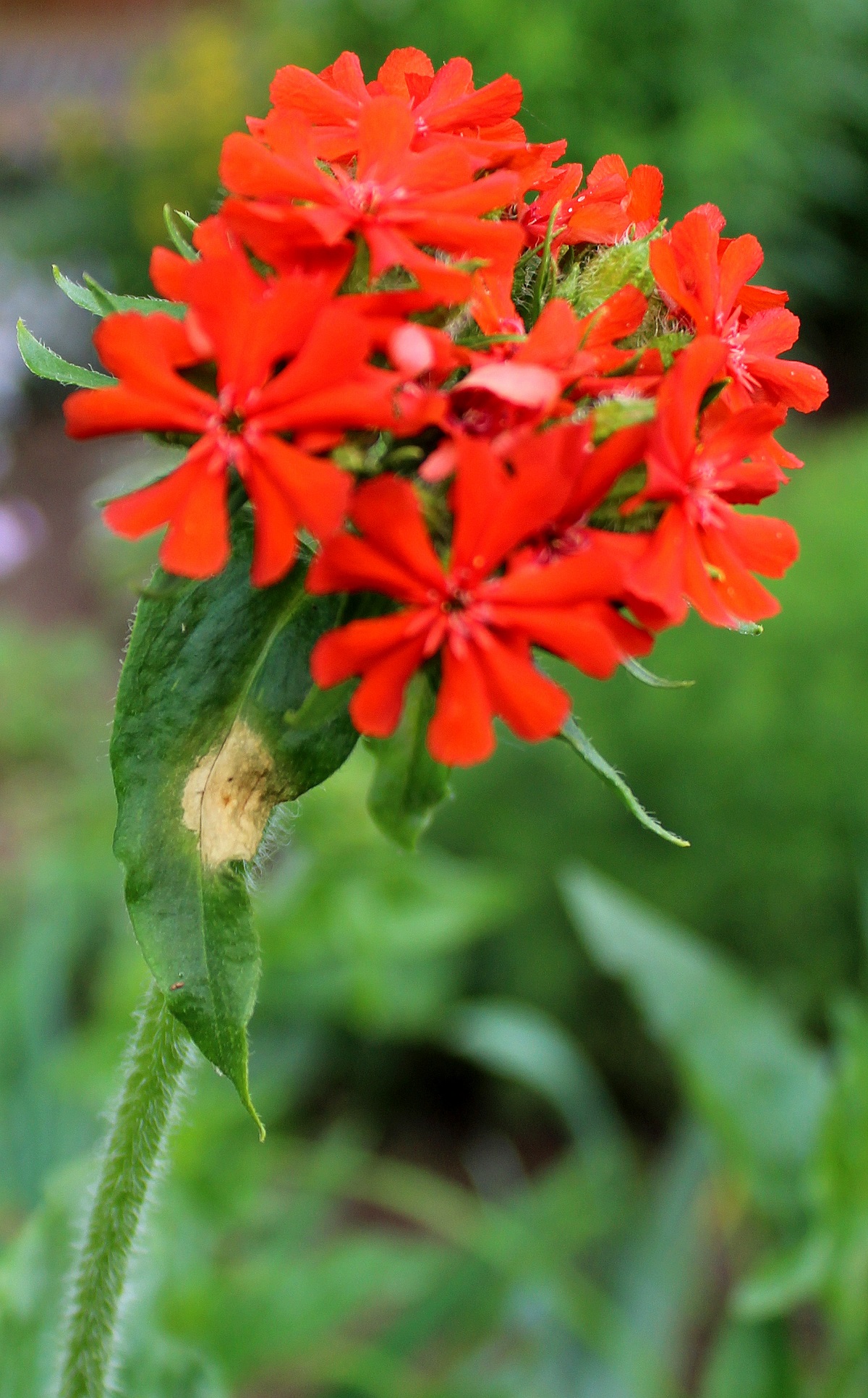 Brennende Liebe (Lychnis chalcedonica) | Garten Wissen