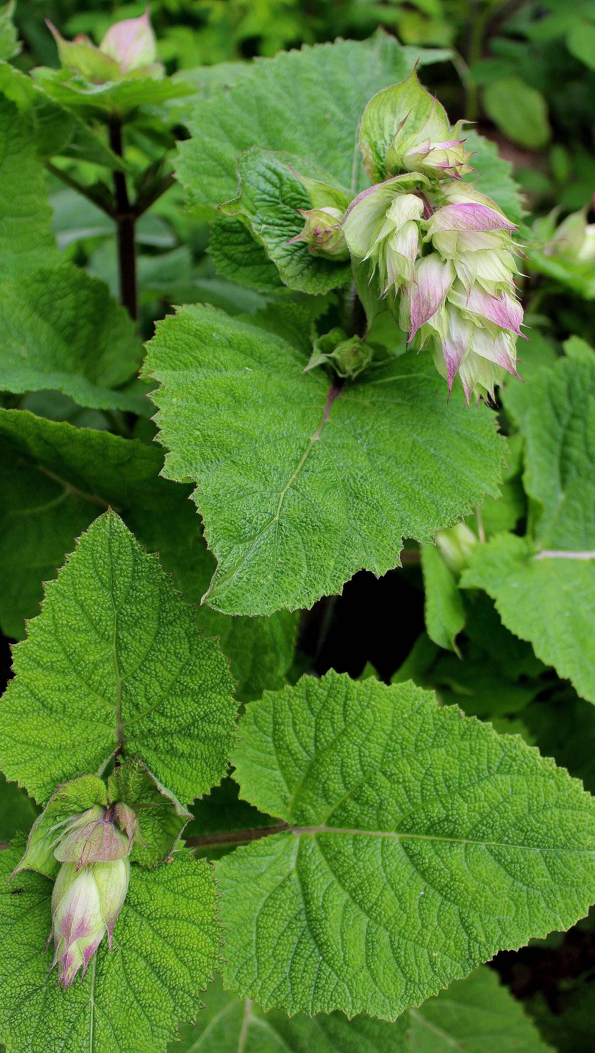 Muskatellersalbei (Salvia sclarea) | Garten Wissen