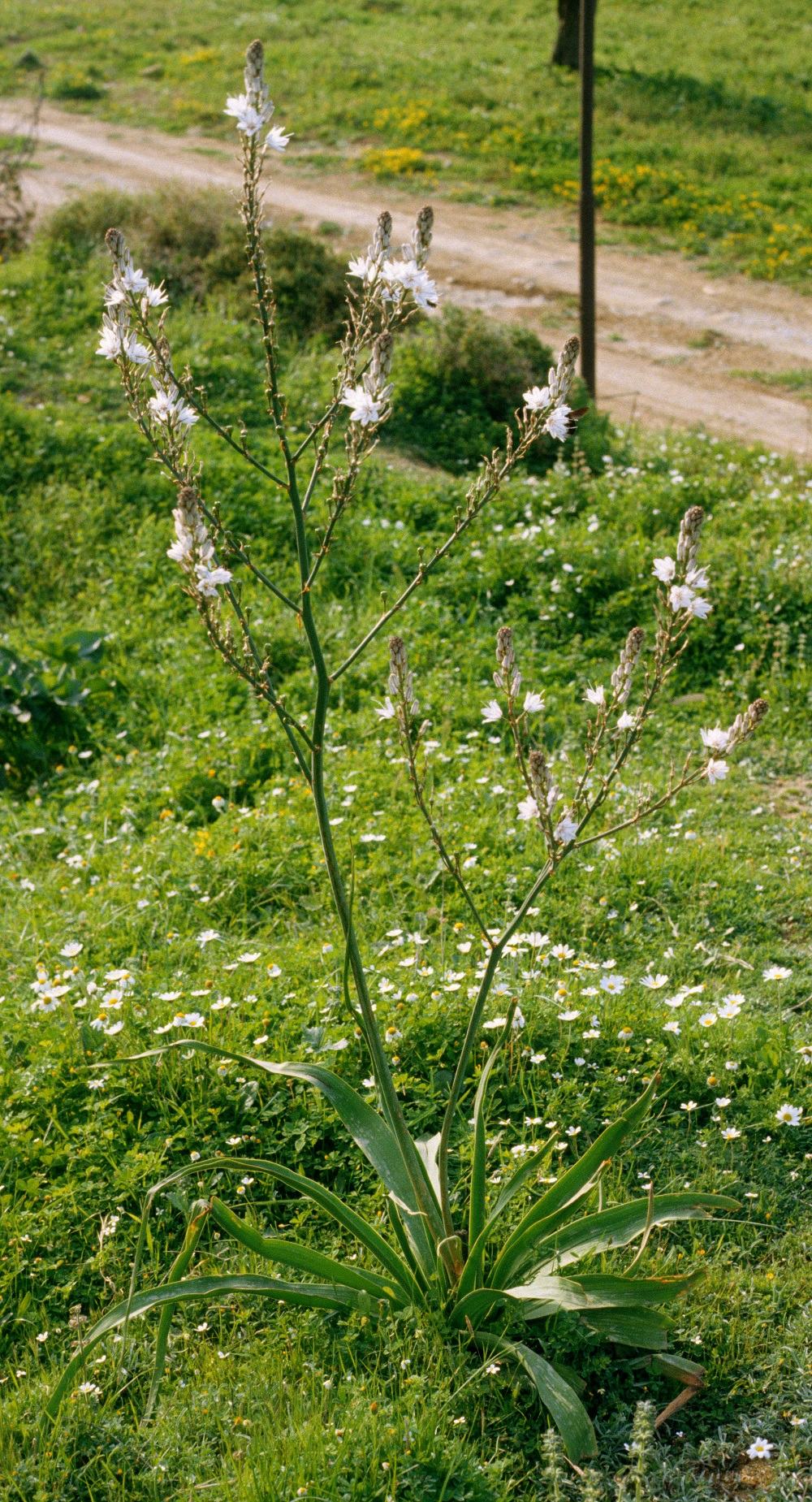 Asphodelus albus – Affodill | Garten Wissen