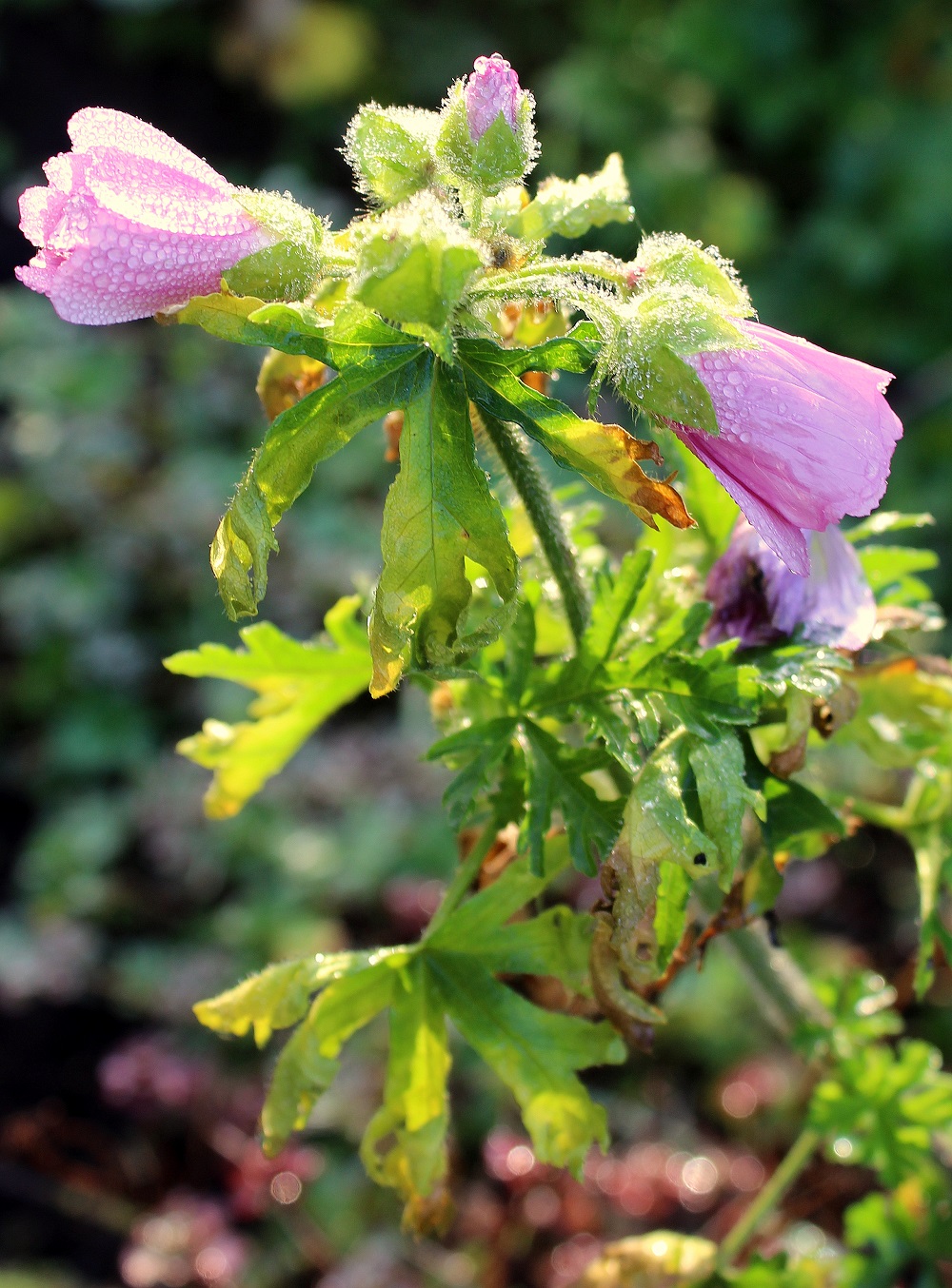 malvenblueten | Garten Wissen