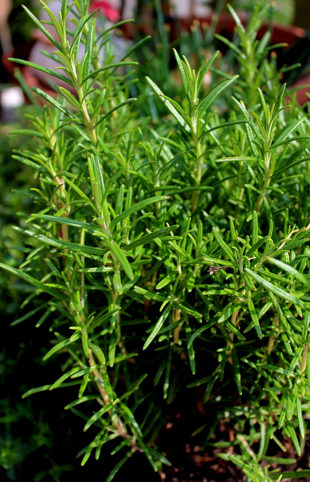 Rosmarin (Rosmarinus officinalis) | Garten Wissen