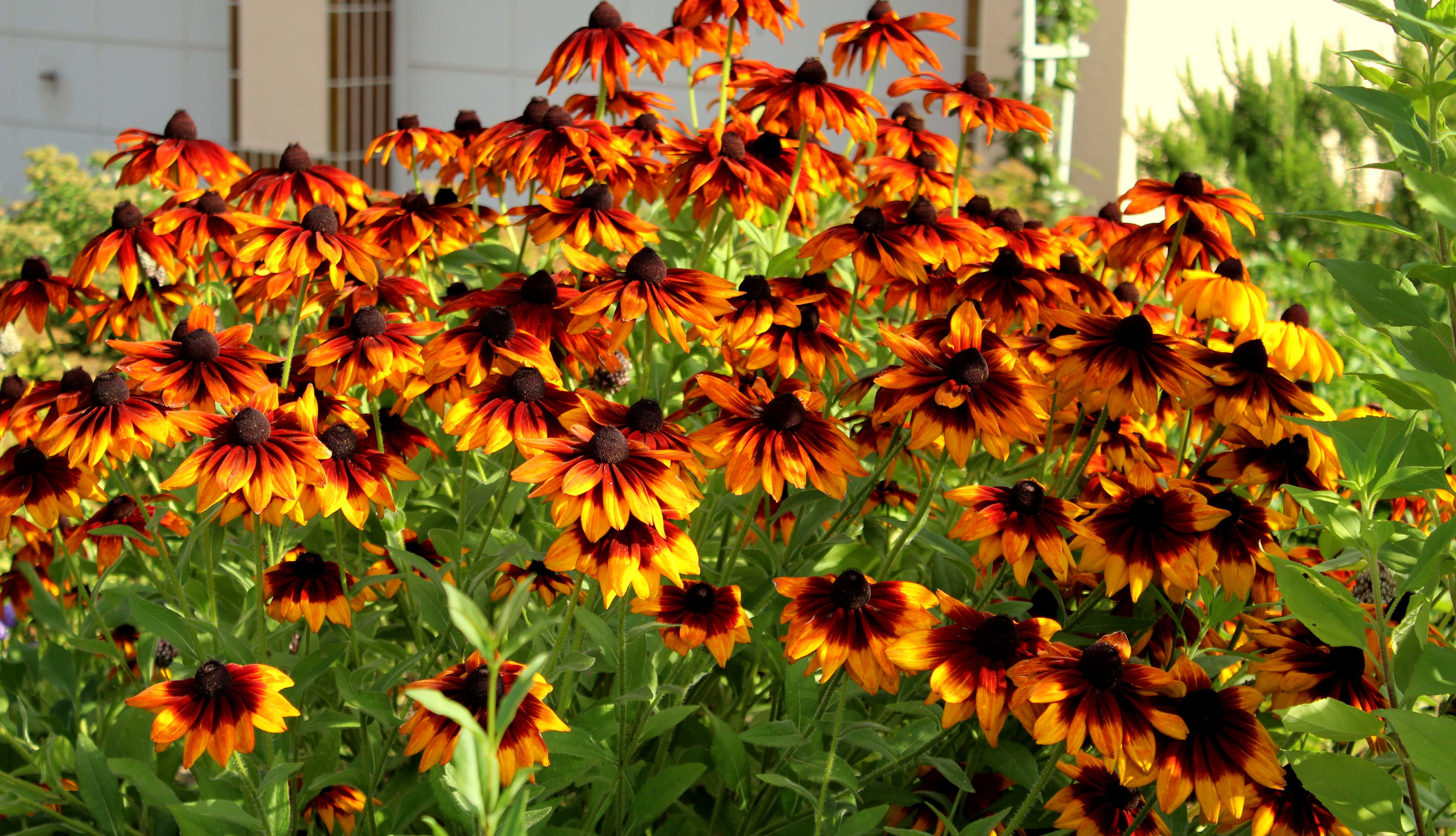 Die Gartenpflege im August Garten Wissen