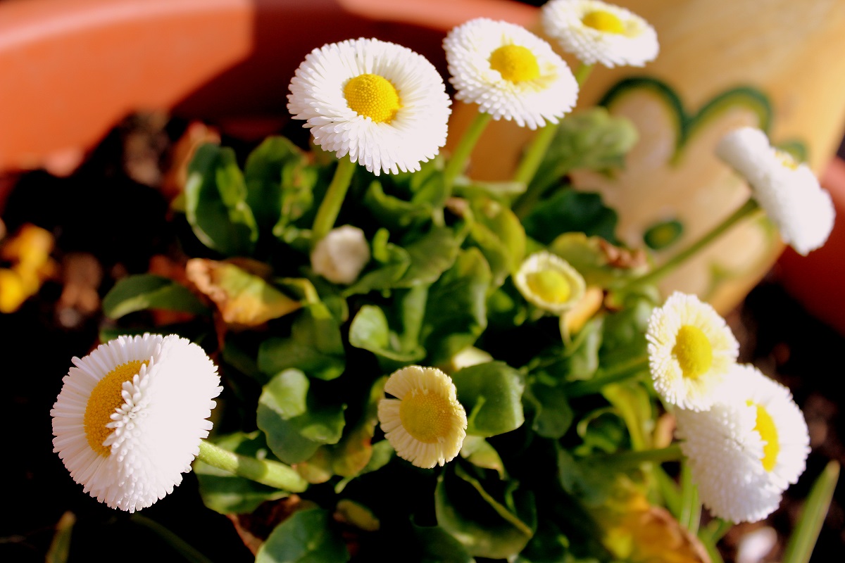 Tausendschön (Bellis perennis) Sommerblumen Garten Wissen
