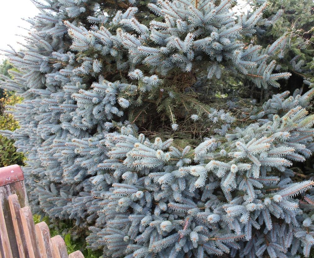 Die Gartenpflege im August Garten Wissen